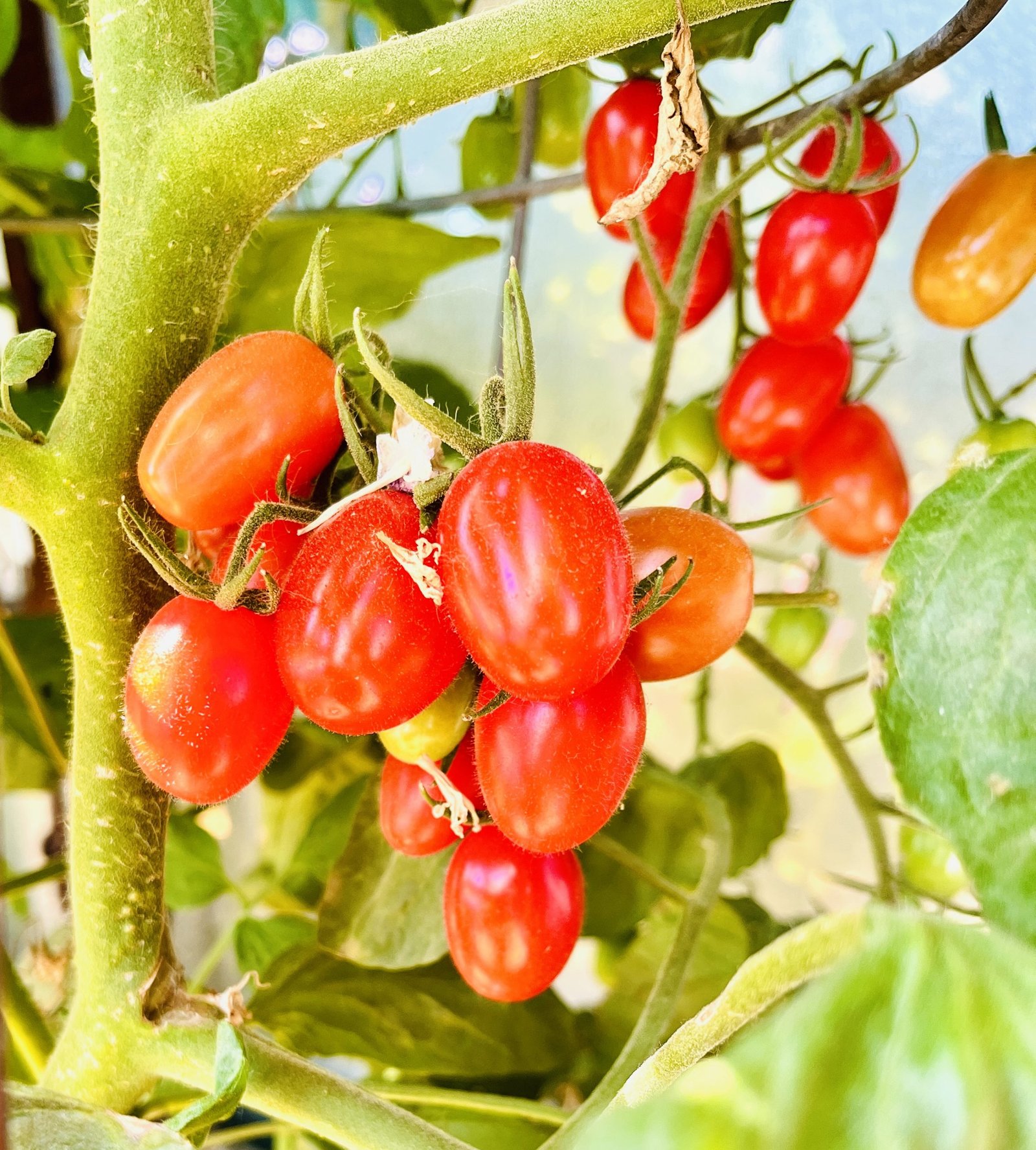 How to can whole tomatoes the old fashioned way