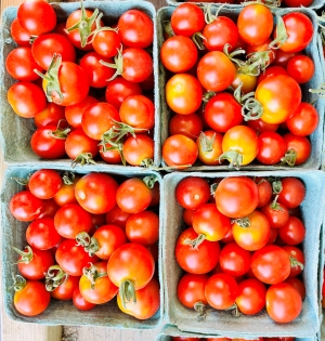 ripe but still firm tomatoes suitable for pickling