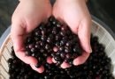 How To Make And Preserve Blackcurrant Syrup At Home