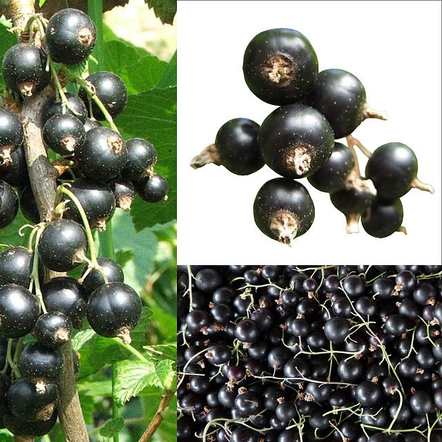 Black Currant on a bush and berries close up  (C) Agnieszka Kwiecień, Nova, CC BY-SA 3.0 via Wikimedia Commons