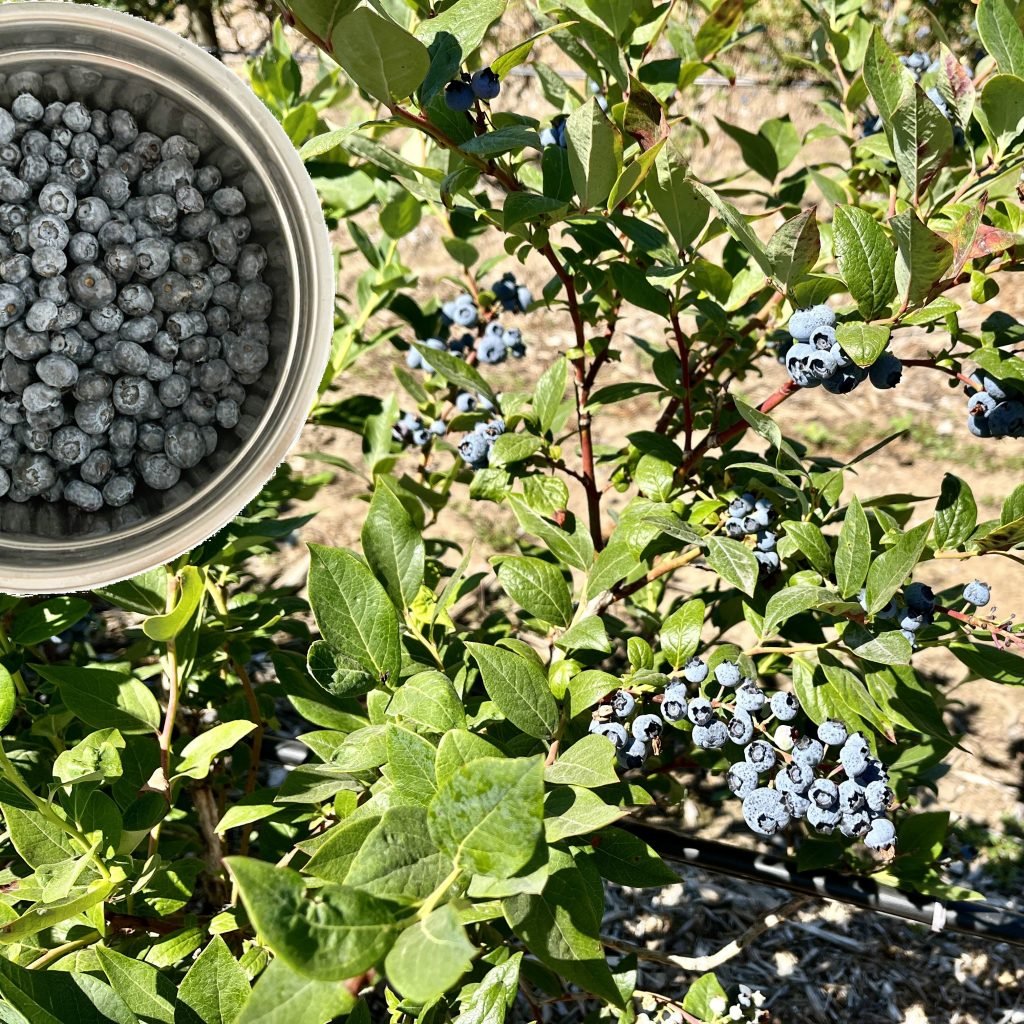 blueberry bush and blueberries close up