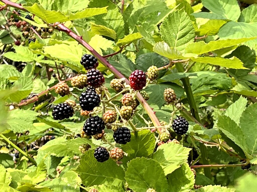 We used wild blackberries to make this blackberry blueberry jelly