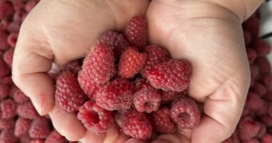 Boozy & Spiced Seedless Raspberry Jam for Grown-Ups