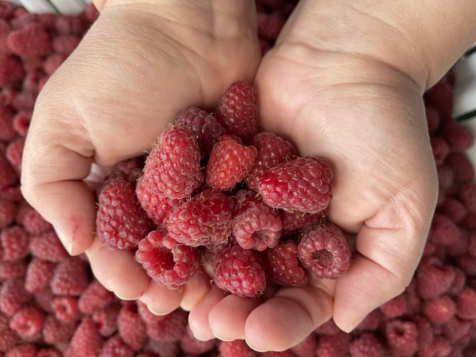 Boozy & Spiced Seedless Raspberry Jam for Grown-Ups