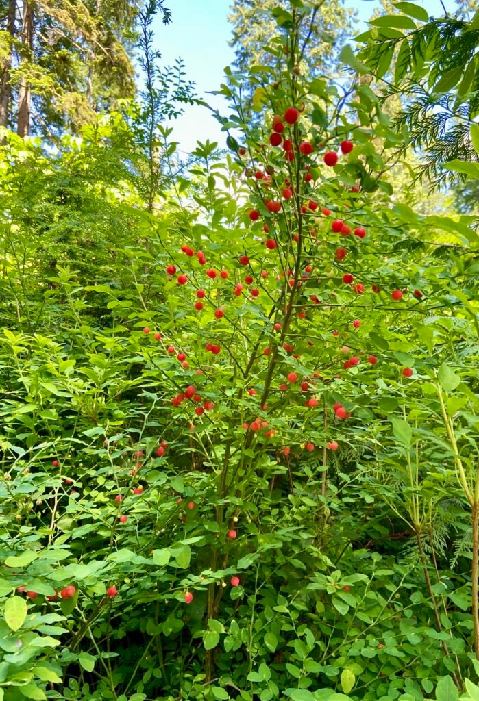 red huckleberry bush