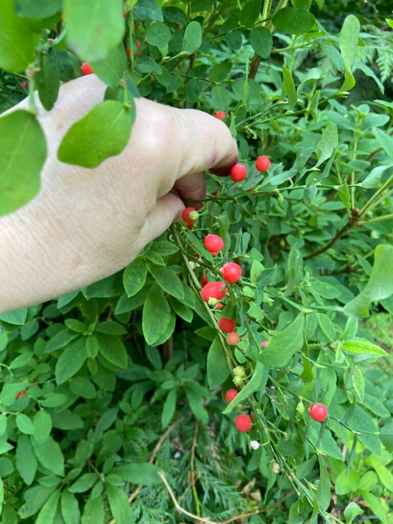 huckleberries are very easy to pick