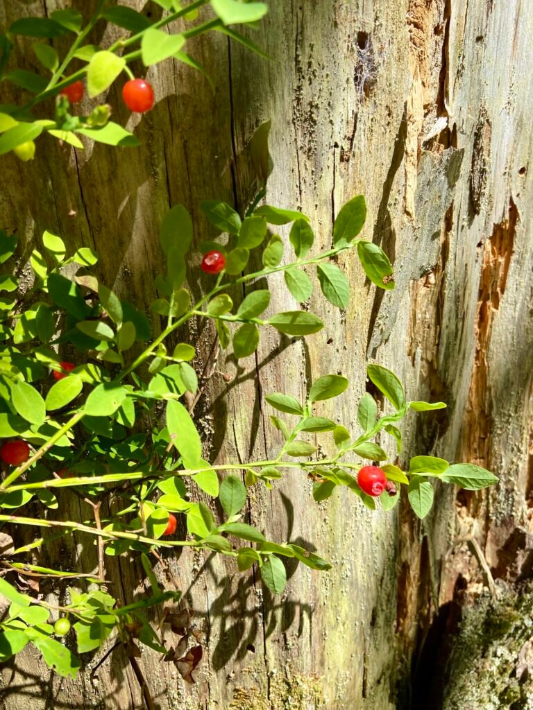 huckleberries grow singularly