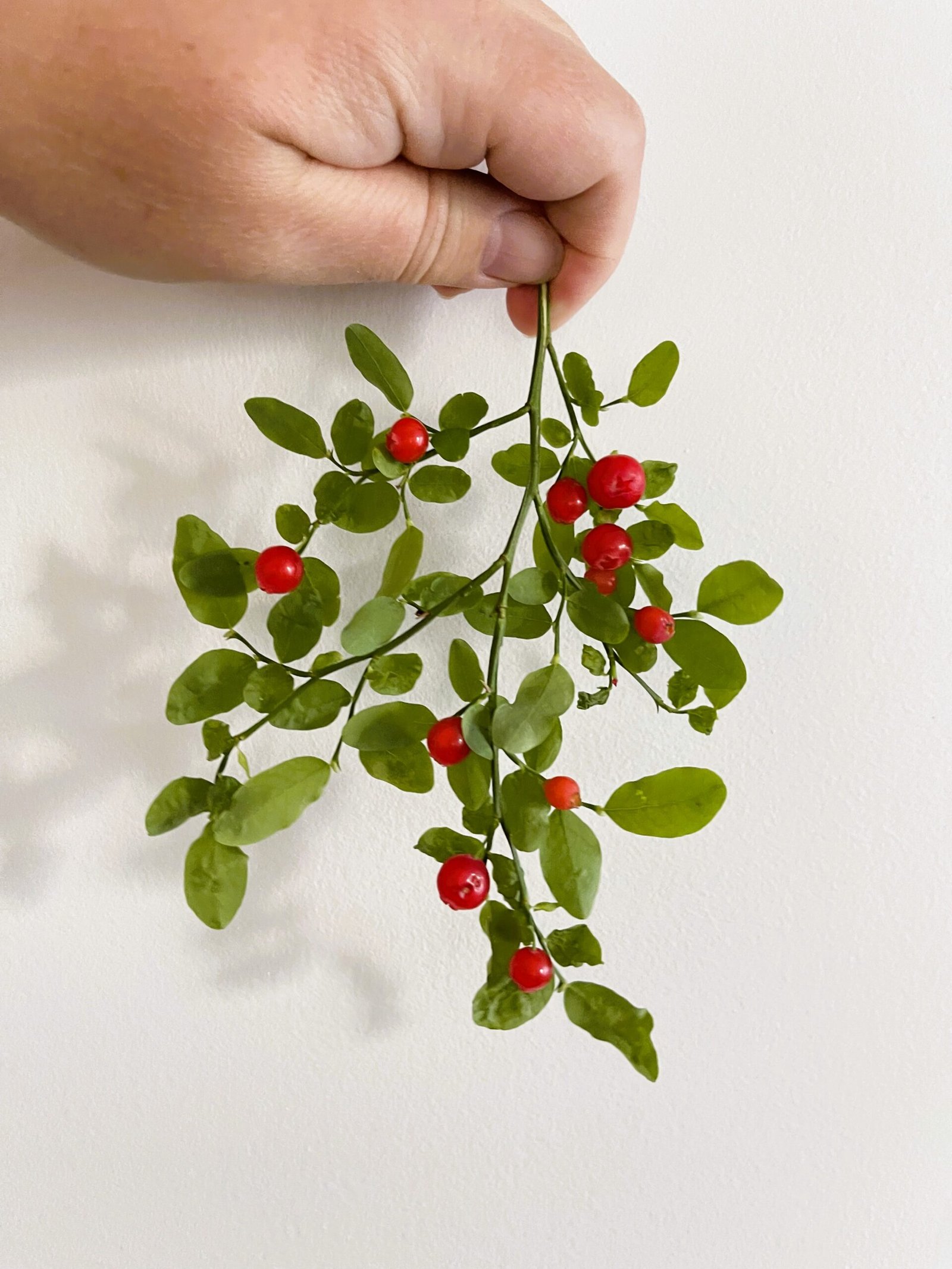 Red huckleberry branch with ripe berries and leaves, held in hand