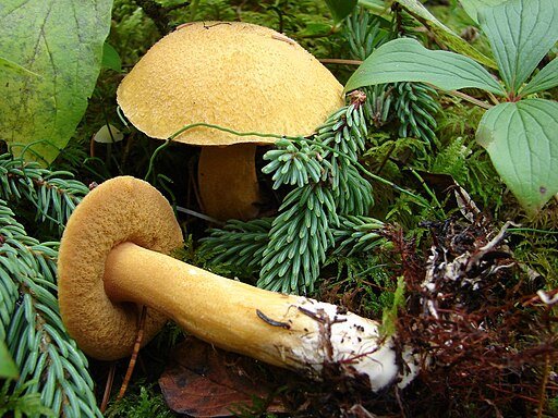 wooly capped suillus with its buttuer colored cap and thick stem is one of the most desirable suillus mushrooms our there