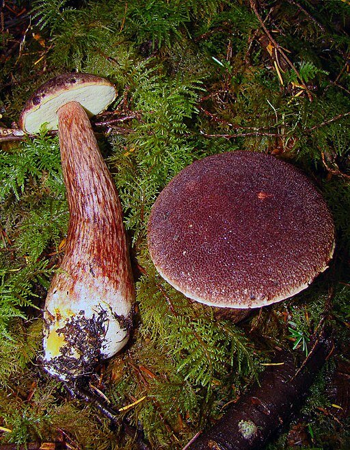We cal this bolete mushrooms admirable bolete. It has burgundy cup and burgundy stem