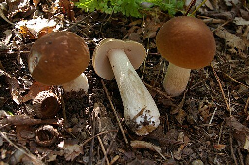 three Boletus Nobilis wild mushrooms showcasing their stem and brown cup