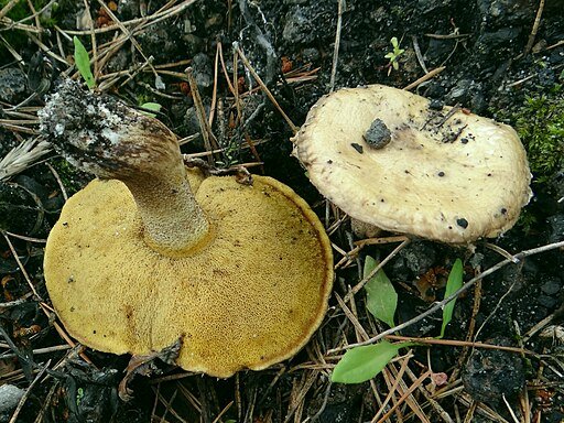 suillus mushroom is hiding between the pine needles on the forest floor