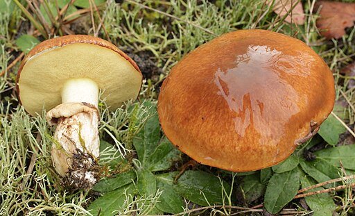 suillus mushroom with a very clean sponge and glistening cup