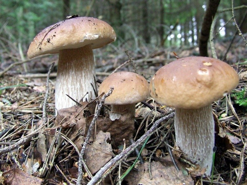 Porcini mushrooms in their wild forest setting