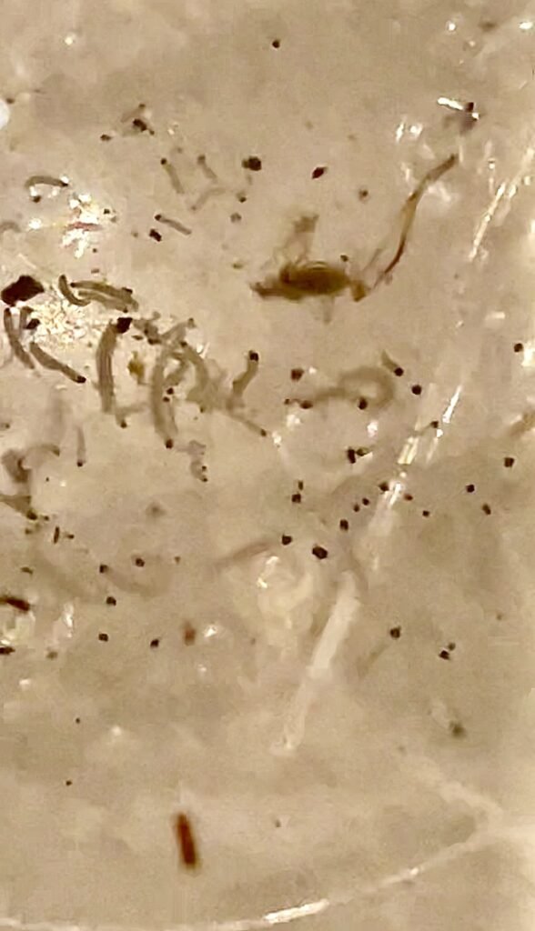 maggots expelled from the mushrooms floating in the salted water