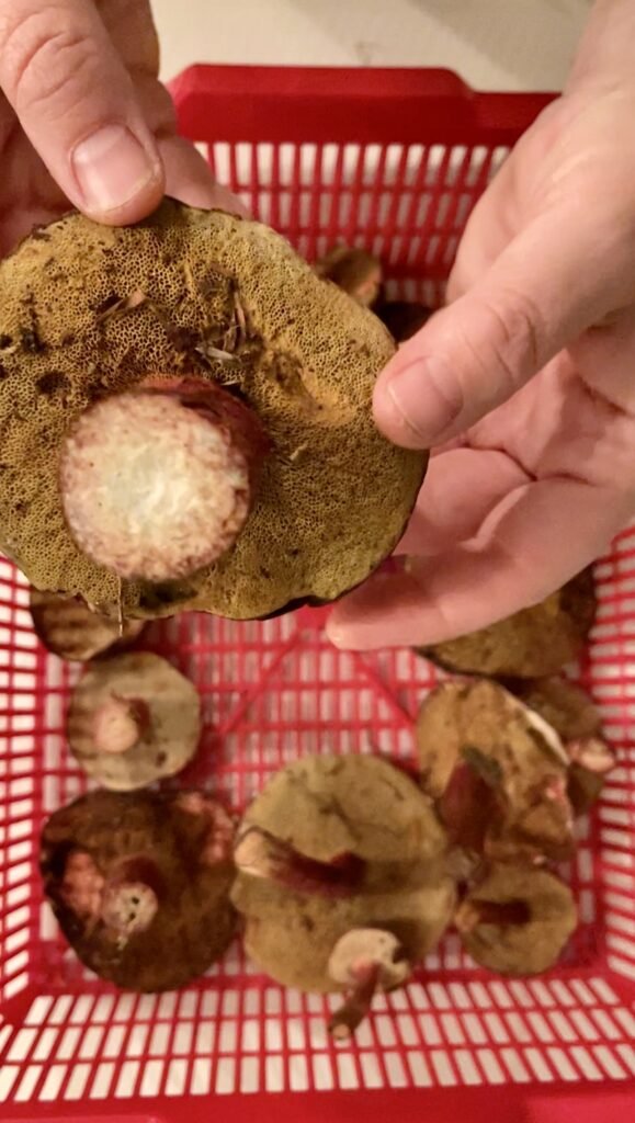 wild bolete with its stem cut vertically showcasing its clean stem and spongy underside