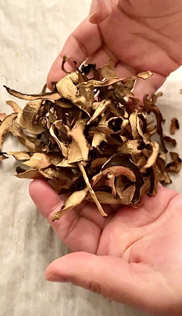 fully dried boletes ready for storage