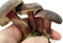 How to clean and preserve suillus and bolete mushrooms