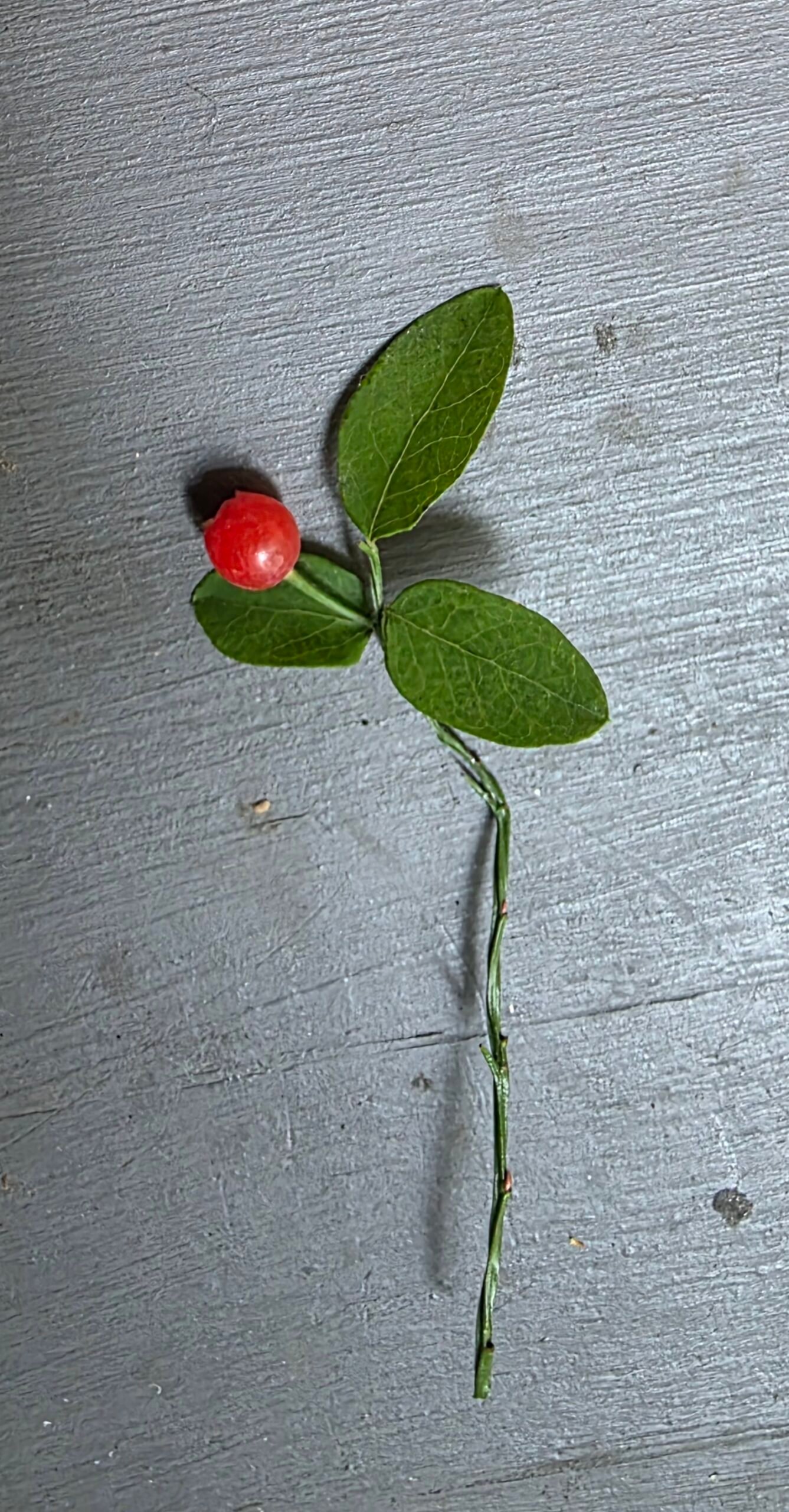 Single ripe red berry between two glossy oval leaves on a weathered wood surface