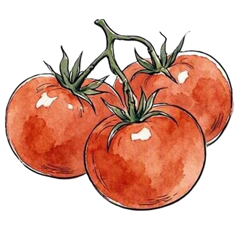 tomatoes