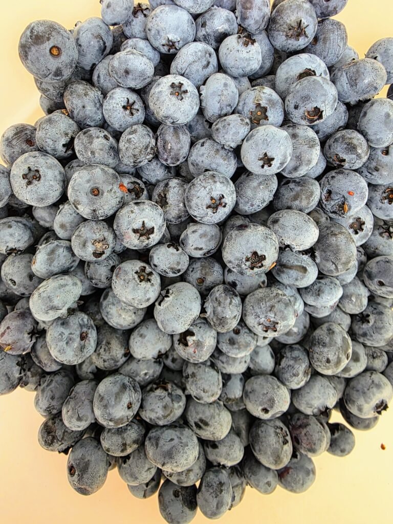 Freshly picked Elliot blueberries in a bucket