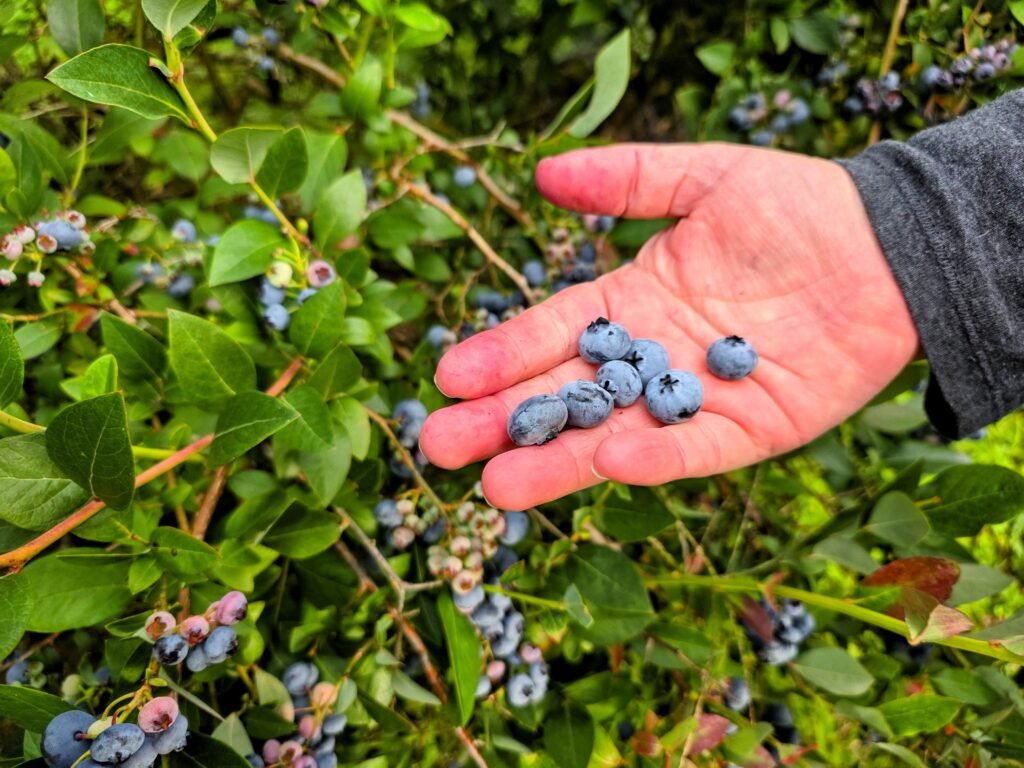 A hand holding freshly picked blueberries over a blueberry bush covered with ripe berries