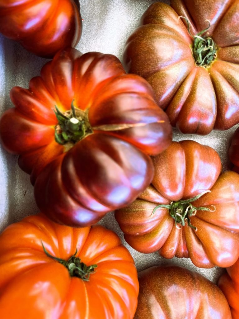 Ripe ribbed heirloom tomatoes in red, orange, and purple for tomato canning recipes
