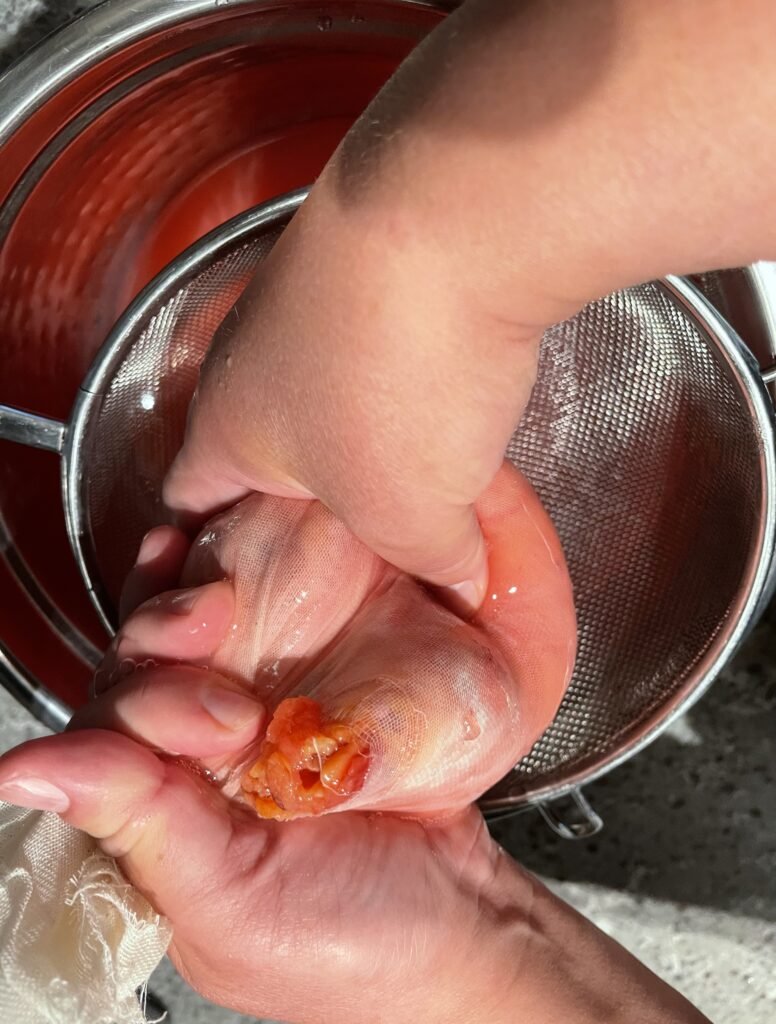 Hands pressing a cheesecloth bundle of crab apple pulp over a strainer to extract more juice
