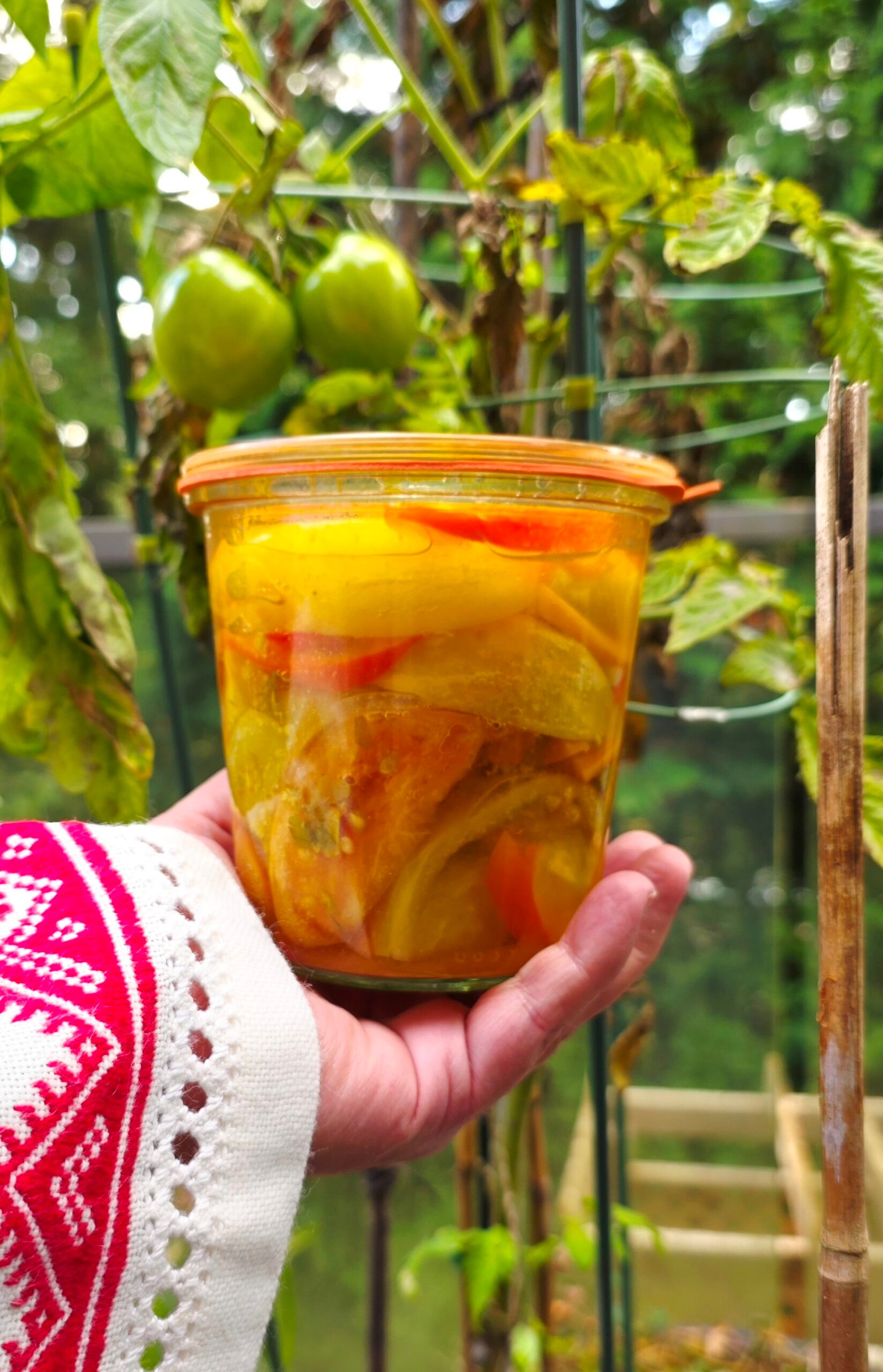 A hand holding a glass jar of green tomato salad in golden brine, with green tomatoes on the vine behind it
